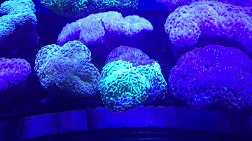 Do corals close up at night?