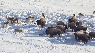 Meute de loups VS troupeau de bisons  ZAPPING SAUVAGE