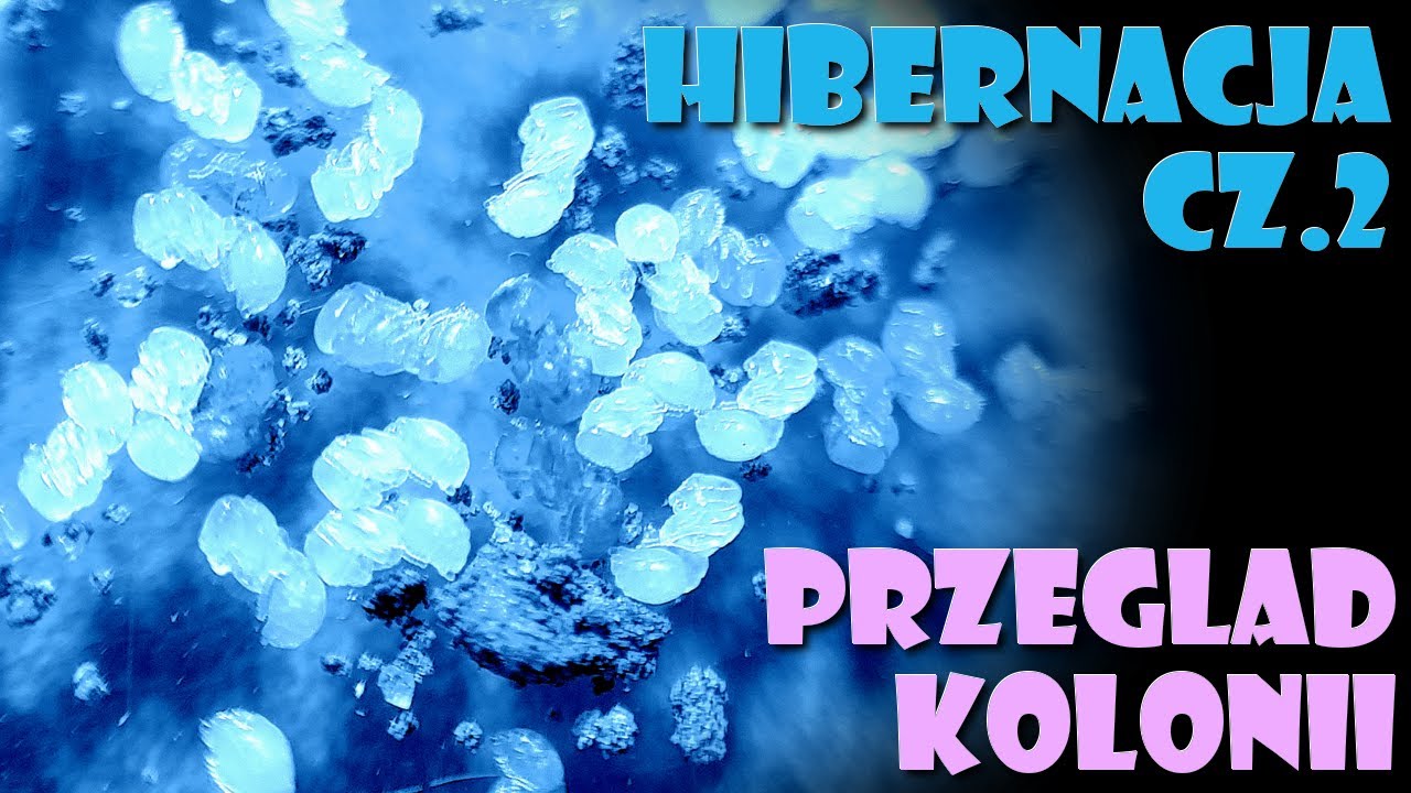 [Hibernacja mrówek] Przegląd kolonii, zimowanie Messor barbarus, egzotyków, odpowiedzi na pytania