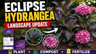 These Eclipse Hydrangeas Changed My Landscape!  Dark Leaves, Big Blooms & Planting Tips