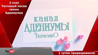 видео: Тестовый посев семян адениумов. 2 часть. картинка: Тестовый посев семян адениумов. 2 часть.