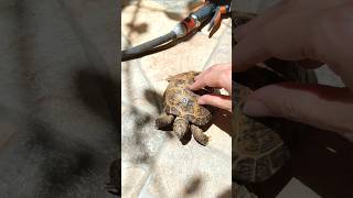 🐢 "Cliente VIP en SPA" 🥳 #tortugas #tortoise