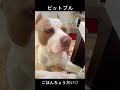 ロッキーがご飯をおねだり♡【アメリカンピットブル】#shorts