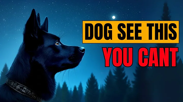14 STRANGE Things ONLY Dogs Can See But You Can't