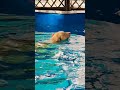 Dog Pool Hyderabad 📍#shorts #shortsfeed #shortvideo #dogpool #hyderabad #trending #youtubeshorts