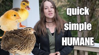 ⚠️ GRAPHIC ⚠️ How to humanely dispatch quail, chicks, small birds (bloodless cervical dislocation)
