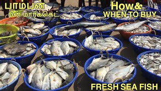 பாம்பன் மீன் பிடி ஏலம் | Pamban fishing harbour | How to buy fish in auction | Live fish auction