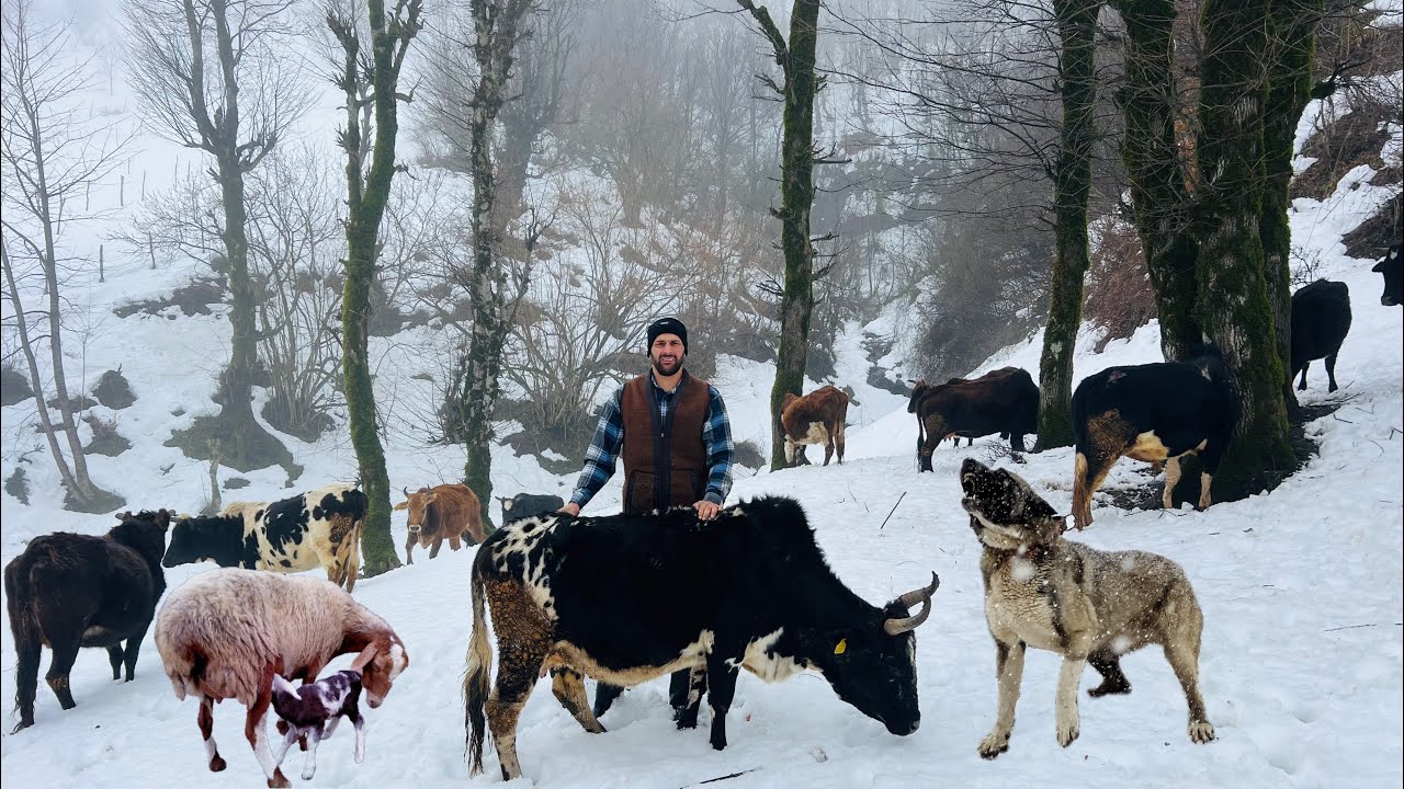 Winter Sunrise in the Village | Building a Sheep Shelter & Cooking a Cozy Family Lunch