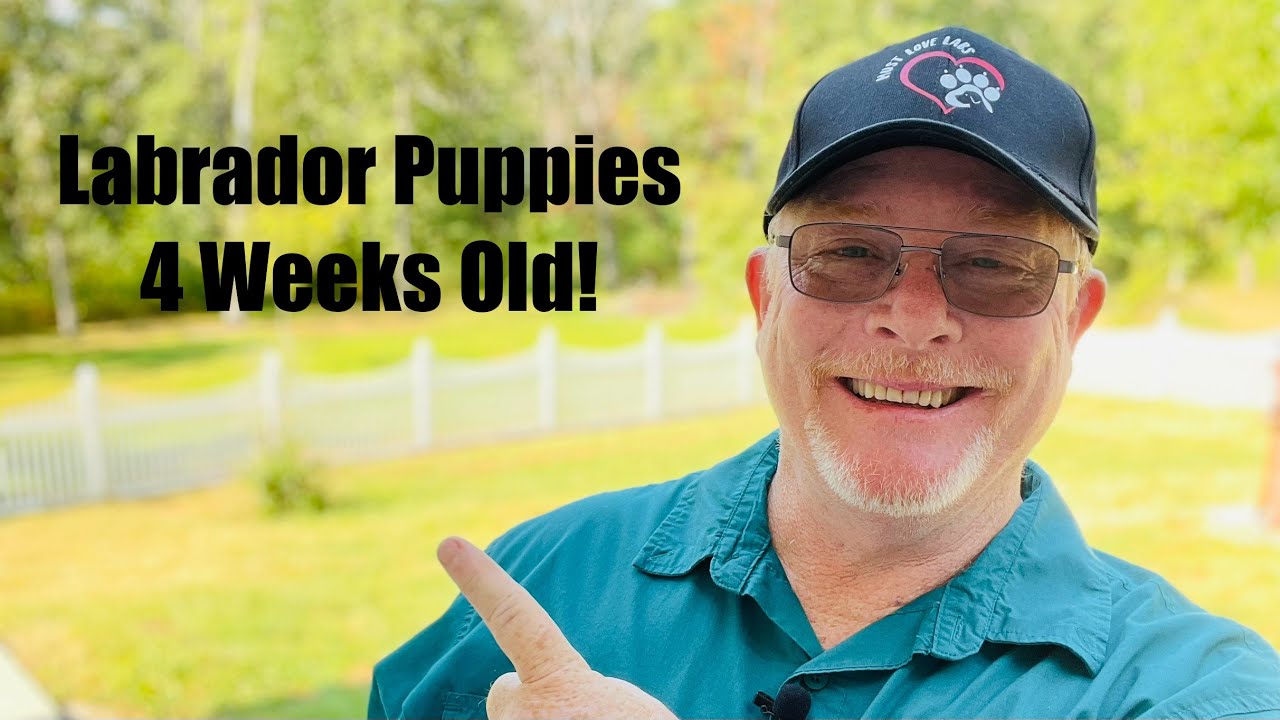 Silver And Chocolate Labrador Puppies Week 4