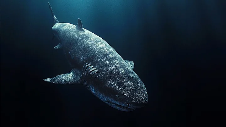 Rare Footage Of The Elusive Greenland Shark: The Arctic's Largest Fish