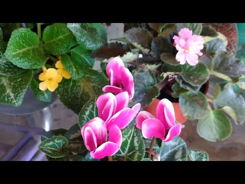 6 lindas plantas