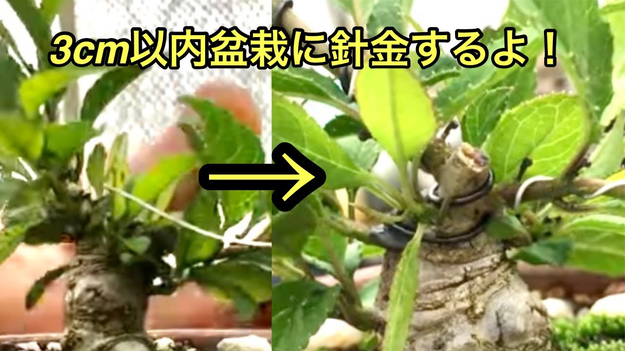 Das Erfolgsgeheimnis! ! Durch wiederholtes Aufwickeln des Drahtes können zarte Miniatur-Umemodoki-Bo