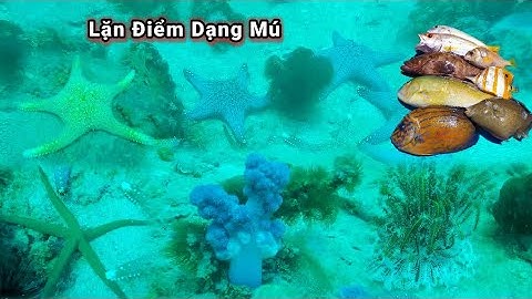 Lặn Điểm Dạng Mú Bội Thu Không Đồng  Gặp Sao Biển Quá Đẹp Tập 82 #nghềlặnbiển  #lặnbắthảisản