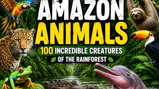 Amazing Amazon Rainforest Animals | Wild Creatures You Must See! 🐆🦜🐍#Wildlife #Nature #Rainforest 