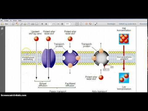 Video: Forskellen Mellem Cellemembran Og Cytoplasma