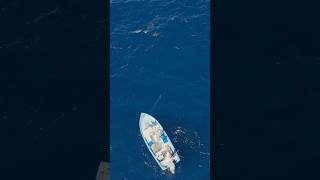 Mag Bay Marlin Chaos Striped Marlin Everywhere