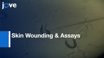 Methods For Skin Wounding & Assays For Wound Responses In C. elegans l Protocol Preview