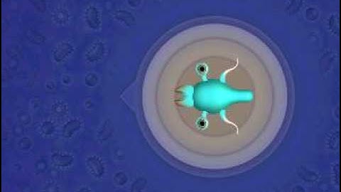 Spore cheats