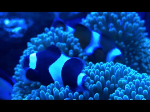カクレクマノミとブラックオセラリスのペア成立 海水魚水槽 Youtube