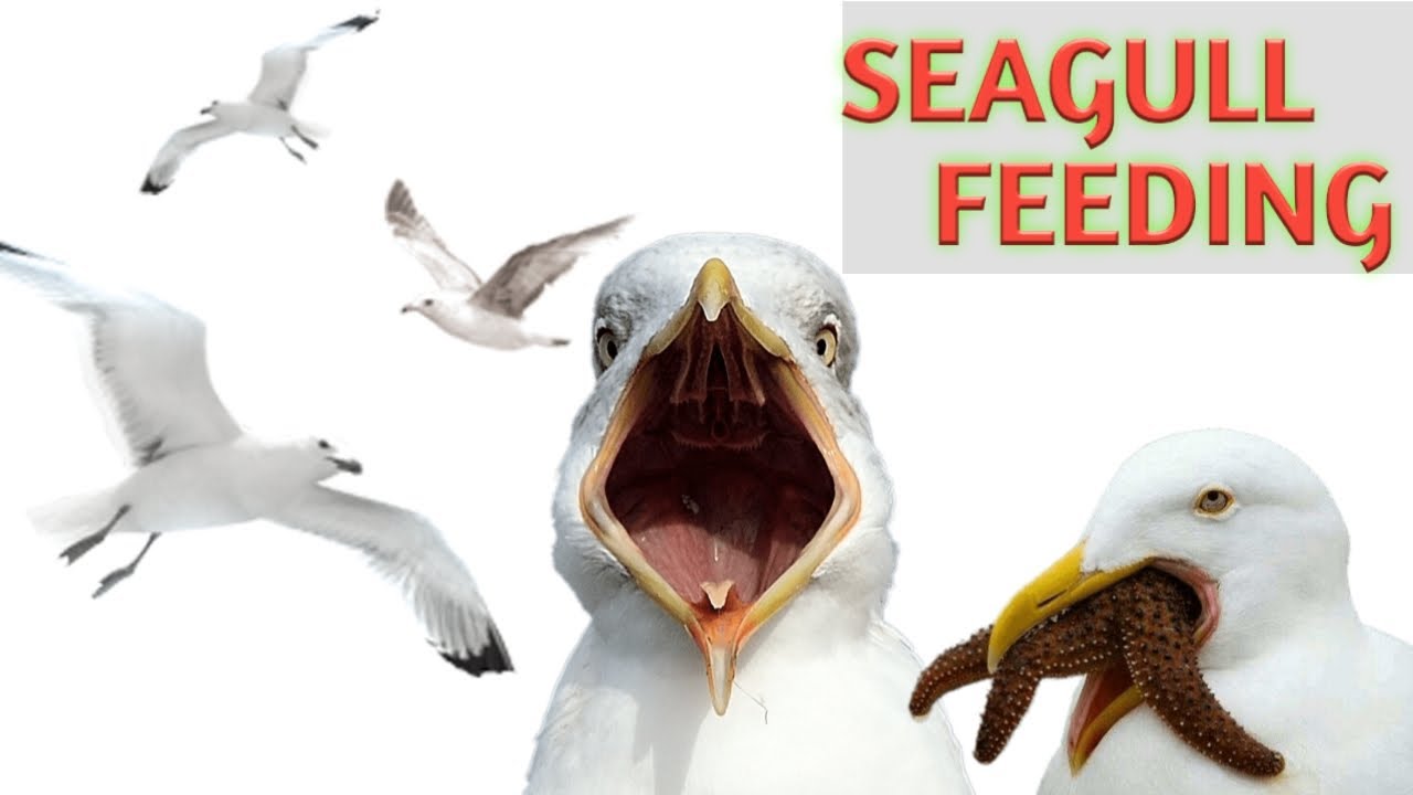 Beautiful birds singing seagull steals food from man's hands seagull