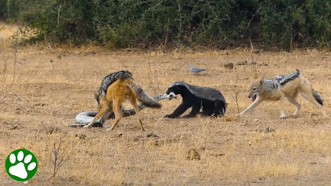 Er hatte nie eine Chance -  Rücksichtslos gefilmte Tierkämpfe