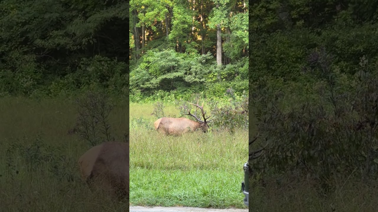 Beautiful bull elk!