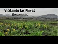 Visitando las Flores Amancaes 🥀🥀🥀 - Lomas de Manzano 🌄🌄🌄, Pachacamac 2021🙂🥰