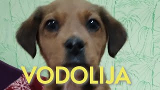 Vodolija - 10.08.-20.08.