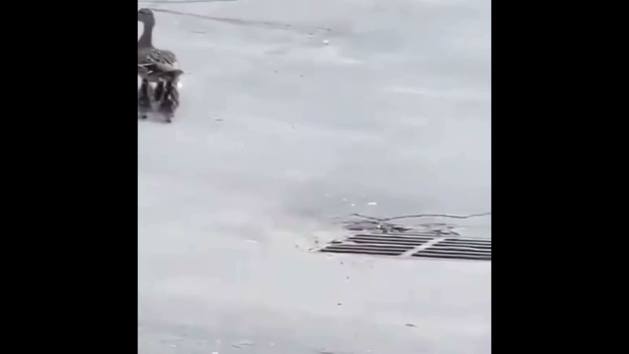 My Mother just saved some some baby Ducks