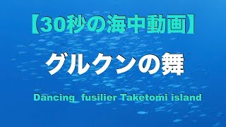 【30秒の海中動画】沖縄県 竹富島 No.1 グルクンの舞/ Dancing fusilier. Taketomi island【FULL HD】