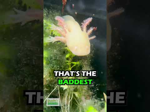 Video: Kdy axolotlové vyhynou?