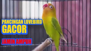 LB Ngetik Ngekek Panjang Pancing Lovebird Gacor Fighter