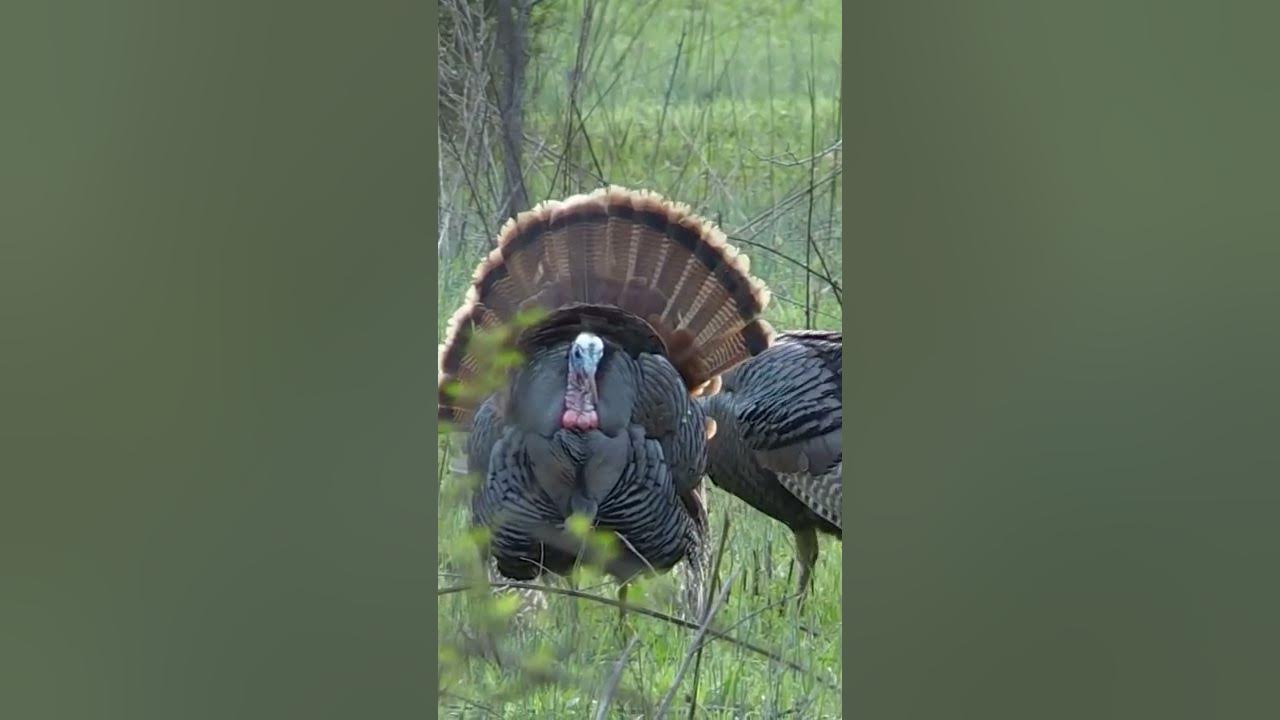 Who’s ready for turkey season?! Kentucky’s spring turkey season starts