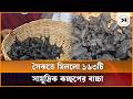 কুয়াকাটা সৈকতে মিললো ১৬৩টি সামুদ্রিক কচ্ছপের বাচ্চা, নিরাপদে অবমুক্ত | Patuakhali | Samakal News
