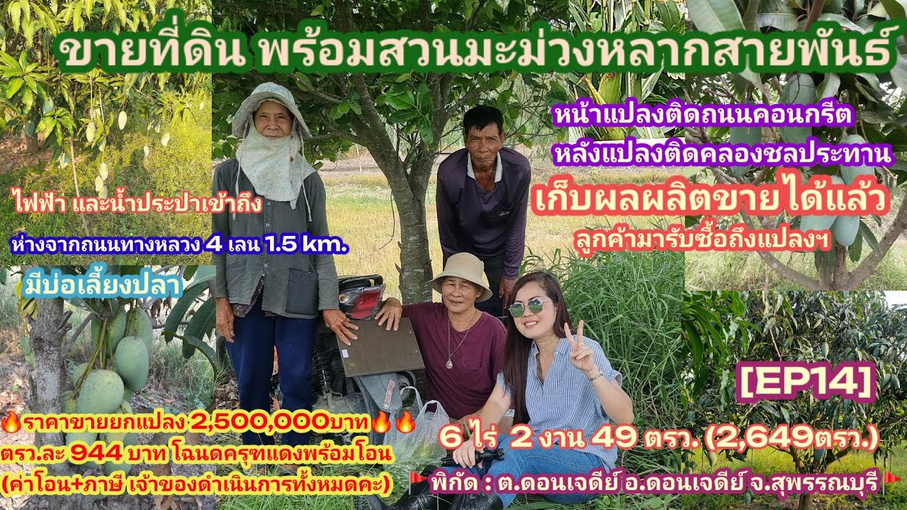 [EP14]ขายที่ดินสวนมะม่วงหลากสายพันธ์เก็บผลผลิตขายได้แล้ว หน้าติดถนนหลังติดคลองฯ [6-2-49ไร่] 2.5 ลบ.