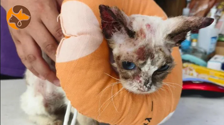 Watch the video about Adopting a stray Ragdoll cat, its appearance underwent a significant transformation after 100 days.