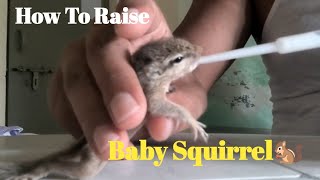 Raising Rescue Baby Squirrel | how to feed baby squirrel