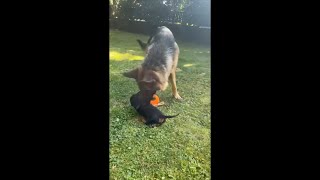 Tiny Puppy With a Big Spirit Tries to Pull a Toy From a Bigger Dog Then Rolls Over