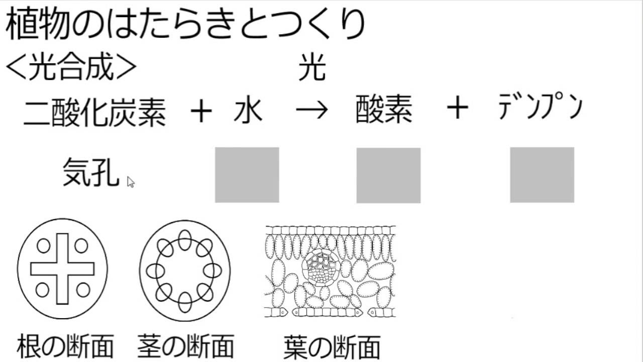 植物のはたらきとつくり Youtube