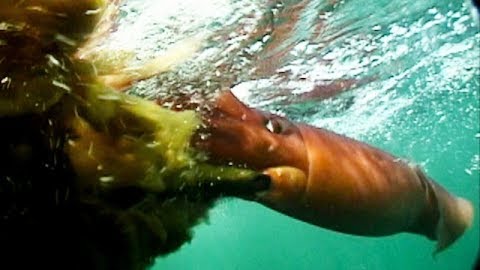 Aggressive Giant Humboldt Squid off Newport Beach