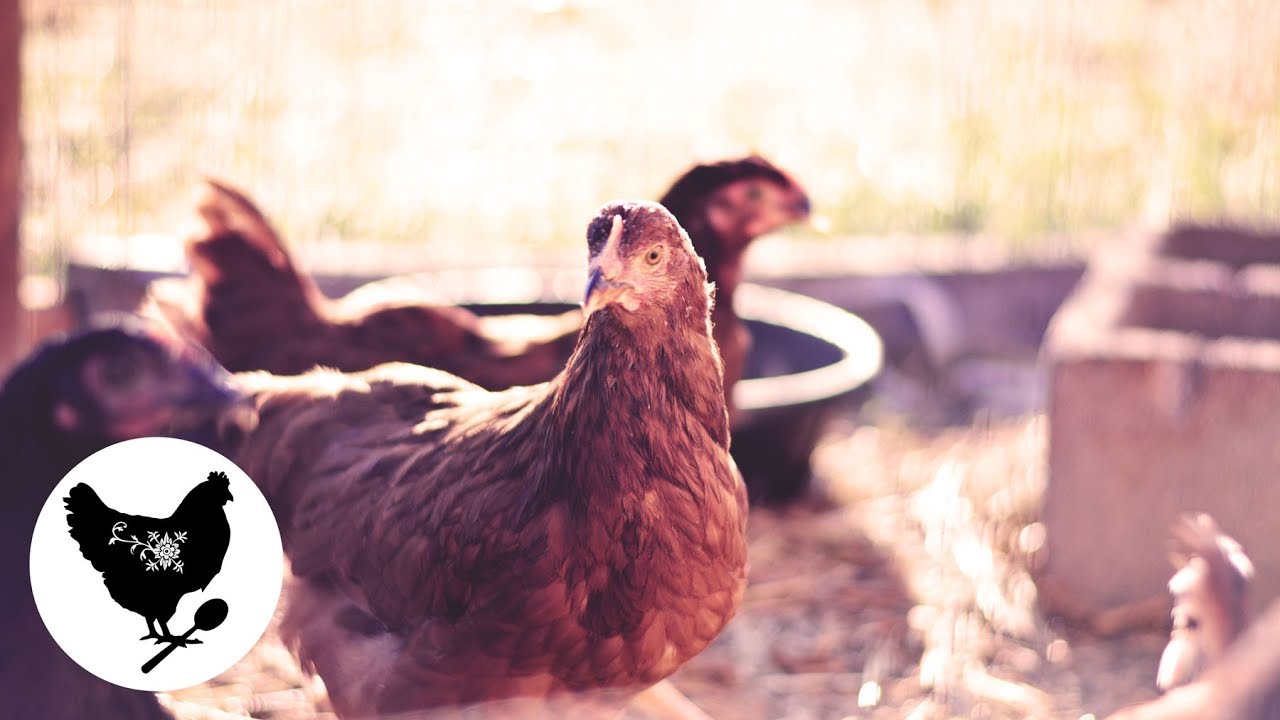 How to Add New Chickens to your Existing Flock | Cosmopolitan Cornbread