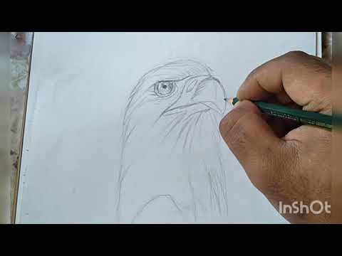 طريقع بسيطه لرسم الصقر كيف رسم صقر