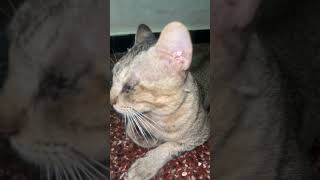 #viralvideo #cat #catvideos #catshorts #cats #catsofinstagram #love #konkanpremi #catsoftiktok