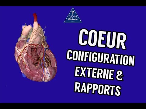 Vidéo: Images, Diagramme Et Anatomie Du Cœur - Cartes Corporelles