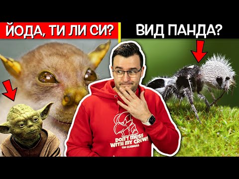 Видео: Най-редките видове животни. Най-редкият животински вид