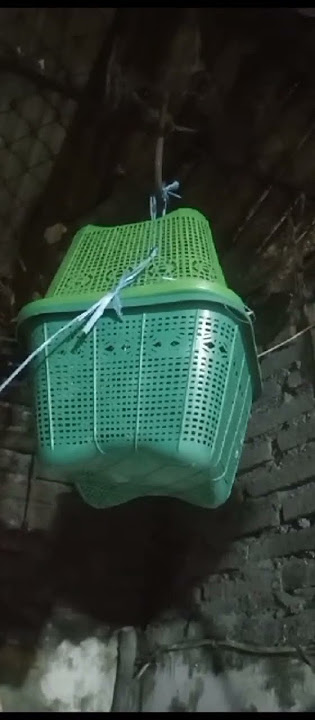 SUARA BELALANG KECEK SANGAT BAGUS UNTUK MASTERAN BURUNG BERKICAU #kicaumania