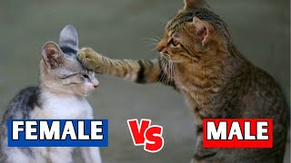 16 CRUCIAL Differences Between MALE & FEMALE Cats!