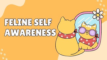 Do Cats Recognize Themselves in Mirrors? Exploring Feline Self Awareness