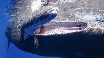 Heartwarming Reunion with Ariel the Sperm Whale