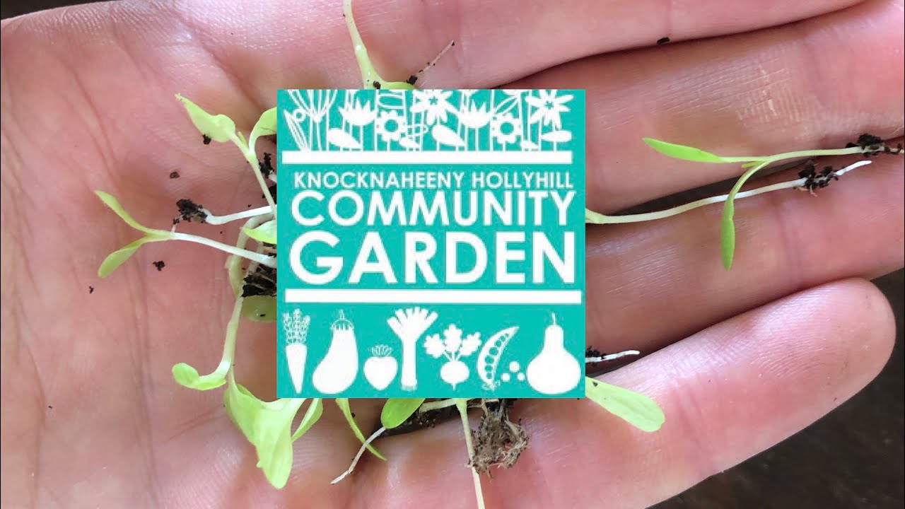 Thinning Out Lettuce Seedlings